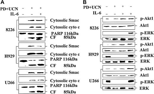 Fig. 7. IL-6 fails to block PD184352/UCN-01–mediated mitochondrial damage despite enhancing Akt phosphorylation. / (A) 8226, H929, and U266 MM cells were exposed to 10 μM PD184352 + 150 nM UCN-01 in the presence or absence of 100 ng/mL IL-6 for 24 hours, after which cells were lysed and Western blot analysis performed to monitor PARP cleavage (whole cell lysates) or cytochrome c and Smac/DIABLO release (S-100 fractions) as described in “Materials and methods.” (B) Alternatively, Western blot analysis was performed to assess the effects of these agents on phosphorylation of Akt and ERK as well as total ERK expression. In each case, lanes were loaded with 30 μg of protein. The results of a representative experiment are shown; a second study yielded equivalent results.
