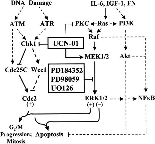 Fig. 12. Model of UCN-01 and MEK1/2 inhibitor interactions in MM cells. / The DNA damage response genes ATM andATR activate Chk1, which phosphorylates the Cdc25C phosphatase, leading to its proteasomal degradation. Inhibition of Chk1 phosphorylation results in activation of p34cdc2, which, if unscheduled, leads to apoptosis. UCN-01, by inhibiting Chk1 phosphorylation, spares Cdc25C, which in turn promotes activation (dephosphorylation) of p34cdc2. The putative proapoptotic actions of activated p34cdc2 may be opposed by a compensatory activation of the cytoprotective Raf/MEK/MAP kinase cascade, which is also stimulated by several MM survival factors, including IL-6, IGF-1, and integrins. Blocking the MEK/MAP kinase cascade (eg, by pharmacologic MEK1/2 inhibitors) downstream of IL-6–, IGF-1–, and integrin-related actions (eg, fibronectin, FN) may thus render MM cells particularly vulnerable to the lethal actions of UCN-01. The contribution of the NFκB axis, which is linked to both ERK1/2 and PI3K/Akt (dashed lines), to these events remains to be fully elucidated. Finally, the possibility that MEK1/2 inhibitors act directly on cdc2 regulatory molecules (ie, cdc25C, or Wee1) cannot be excluded.
