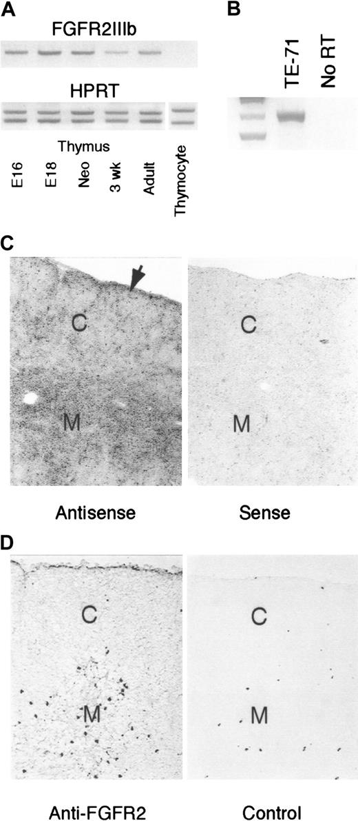 Fig. 1. Thymic expression of FGFR2IIIb. / (A) RT-PCR analysis of cDNA prepared from whole thymi of indicated ages. Samples were normalized for HPRT expression using a constant amount of HPRT competitor cDNA (lower panel). Normalized samples were then analyzed with FGFR2IIIb primers (upper panel). Thymocyte sample was prepared from a pool of day-16 fetal thymi. Representative of 4 independent experiments. (B) Detection of FGFR2IIIb in RT-PCR analysis of the TE-71 thymic epithelial cell line. Representative of 2 independent experiments. (C) In situ hybridization localization of FGFR2IIIb message in young adult thymus. Arrow denotes rim of labeling associated with the subcapsular epithelium. C indicates cortex; M, medulla. Magnification × 40. Representative of 3 independent experiments. (D) Immunohistochemical localization of FGFR2 protein in young adult thymus. C indicates cortex; M, medulla. Magnification × 40. Representative of 2 independent experiments.