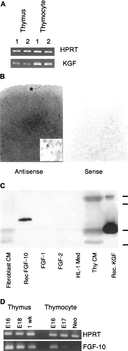 Fig. 2. Thymic expression of KGF. / (A) RT-PCR analysis of cDNA prepared from replicate samples of whole thymi or unfractionated thymocytes from young adult mice. Samples were normalized for HPRT. (B) In situ hybridization signal for KGF message preferentially localizes in the thymic medullary compartment in young adult thymus. Note the increasing intensity of signal moving from subcapsular to medullary areas. Asterisk indicates lighter region of labeling in the outer cortex/subcapsular region. Inset: In situ hybridization of thymocyte cytospot preparation. Representative of 3 independent experiments. Magnification × 40; inset × 95. (C) Thymocyte-conditioned medium contains immunoreactive KGF. Serum-free conditioned medium or recombinant FGFs were separated on a polyacrylamide gel, transferred to nitrocellulose membrane, and probed with a polyclonal anti–human KGF antibody. Marks at right indicate relative mobility of molecular weight standards (from top: 29, 24, 20, and 14.2 kDa). Representative of 4 independent experiments. (D) RT-PCR analysis of FGF10 expression by whole thymus and unfractionated thymocytes. Samples were normalized for expression of HPRT. Representative of 2 experiments