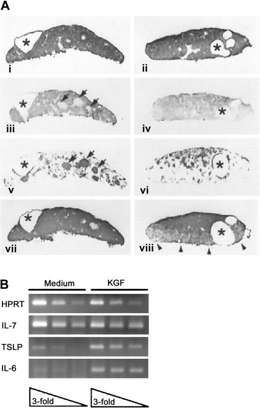 Fig. 3. KGF effects on thymic lobes depleted of hematogenous elements. / (A) DOG-treated thymic lobes were cultured in medium (i, iii, v, vii) or KGF (ii, iv, vi, viii) and then processed to demonstrate expression of E-cadherin (i, ii), cortical epithelium (iii, iv), medullary epithelium (v, vi), or MHC class II antigens (vii, viii). Cystic structures are indicated by asterisks, and the medullary TE foci in the medium-treated FTOC are indicated by arrowheads. Representative of 2 separate experiments, each with 5-7 lobes per condition. Panels i-viii, magnification × 45. (B) RT-PCR analysis of cytokine expression in medium and KGF-treated DOG lobes. Analysis of serial 3-fold dilutions of cDNA samples prepared from medium or KGF-treated DOG lobes (previously normalized for HPRT expression).