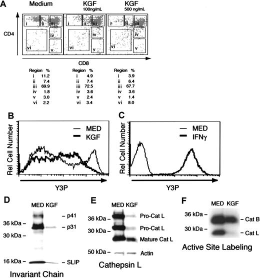 Fig. 4. Exogenous KGF thymocyte development in fetal thymus organ culture. / (A) Representation of CD4/CD8 expression by thymocytes from thymic lobes cultured in medium or medium containing KGF. Dead cells were excluded from the analysis on the basis of staining with 7AAD and forward/side scatter profiles. Values represent percentage of cells within each region of the plot. These results are representative of 8 independent experiments. (B) Flow cytometric analysis of MHC class II expression by TE dissociated from DOG-treated lobes. Heavy line depicts lobes cultured in KGF, and the light line represents DOG-treated lobes cultured in the absence of KGF. (C) Flow cytometric analysis of MHC class II expression by AND41.2 TE cell line cultured in medium or 40 U/mL of IFNγ. (D) Immunoblot detection of invariant chain (Ii) by TE cells recovered from DOG-treated lobes cultured in the absence or presence of KGF. (E) Upper panel depicts detection of cathepsin L (Cat L) with a specific polyclonal rabbit antiserum in TE cultured in medium or KGF. Lower panel demonstrates that comparable levels of actin were detected in the same control and KGF-treated samples. (F) Active site labeling of cathepsins present in lysates of 2 × 105 TE cells recovered from DOG-treated lobes cultured in the absence or presence of recombinant KGF. Cathepsin B and cathepsin L are indicated. These results are representative of 5 independent experiments.