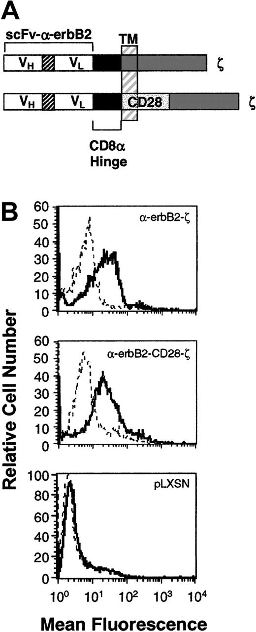 Fig. 1. Expression of the chimeric scFv-anti-erbB2-ζ and scFv-anti-erbB2-CD28-ζ receptors in mouse T lymphocytes. / (A) Schematic representation of the scFv-anti-erbB2-ζ and scFv-anti-erbB2-CD28-ζ receptors. Each construct was composed of the VH and VL regions of the anti-erbB2 mAb joined by a flexible linker, a membrane-proximal hinge region, and the transmembrane (TM) and cytoplasmic regions of the human TCR-ζ chain or the mouse CD28 signaling chain fused to the intracellular domain of ζ. A c-myc tag epitope was incorporated into the C-terminus of the VL region for expression analysis. (B) Expression of the scFv-anti-erbB2-ζ and anti-erbB2-CD28-ζ chimeric receptors in primary mouse T lymphocytes was analyzed by flow cytometry. Cells were stained with an anti–tag mAb or an IgG1 isotype control mAb. No expression was detected on T cells transduced with the retroviral vector, pLXSN, alone (bottom panel). Solid-line histogram depicts T cells stained with the anti–tag mAb; dashed-line histogram, T cells stained with IgG1 isotype control mAb.