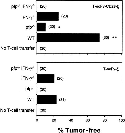 Fig. 5. Pfp and IFN-γ were critical for the antitumor efficacy of T-scFv-CD28-ζ cells. / Subcutaneous growth of erbB2+ human COLO 205 cells in groups of 20 to 31 untreated and treated scid mice. Mice were injected intravenously with 2 doses (5 × 106) of T cells from BALB/c, WT, pfp−/−, IFN-γ−/−, and pfp−/−IFN-γ−/− mice transduced with the scFv-anti-erbB2-ζ or scFv-anti-erbB2-CD28-ζ receptors on day 0 and day 1 after tumor inoculation. Mice were monitored for tumor growth for 100 days and results are recorded as the percentage of tumor-free mice in each group. The number of mice in each group is shown in parentheses. Tumor-free mice treated with T cells of the same strain were compared (T-scFv-CD28-ζ and T-scFv-ζ receptors) and statistically evaluated by Fisher exact test (*P ≤ .001, **P ≤ .0001).