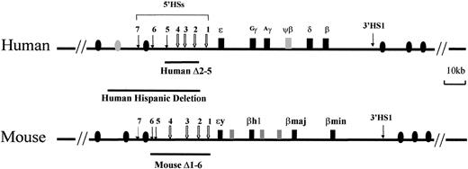 Fig. 1. The human and mouse β-globin loci. / The human locus consists of 5 functional genes, indicated as dark boxes, arrayed in their order of developmental expression, 5′-ε-Gγ-Aγ-δ-β-3′. There are 2 developmental switches in globin chain synthesis coincident with changes in site and type of erythropoiesis. During primitive erythropoiesis, the ε-globin gene is expressed in the embryonic yolk sac. The first switch occurs at approximately 8 weeks' gestation; the ε-globin gene is silenced and the Gγ- andAγ-globin genes are expressed during definitive erythropoiesis in the fetal liver. The second switch occurs shortly after birth; the γ-globin genes are silenced and the β-globin gene and, to a lesser extent, the δ-globin gene are activated in the bone marrow. The HSs 5′HS1 through 5′HS7 are located −6, −11, −15, −18, −22, −28, and −35 kb relative to the ε-globin gene, respectively, and are indicated by arrows. 5′HS1 through 5′HS4 are erythroid specific, but 5′HS5 through 5′HS 7 are not. Another HS (3′HS1) is located 20 kb downstream of the β-globin gene; 3′HS1 is found only in erythroid cells. Boxes represent globin genes and ovals represent olfactor receptor genes; filled ones represent the productive genes and shaded ones the pseudogenes. The lines below the diagram of the locus indicate deletions of the LCR discussed in “In vivo function of LCRs.” The Hispanic deletion, which causes (γδβ)0 thalassemia in humans, extends an additional 20 kb 5′ of the LCR 5′HS5.