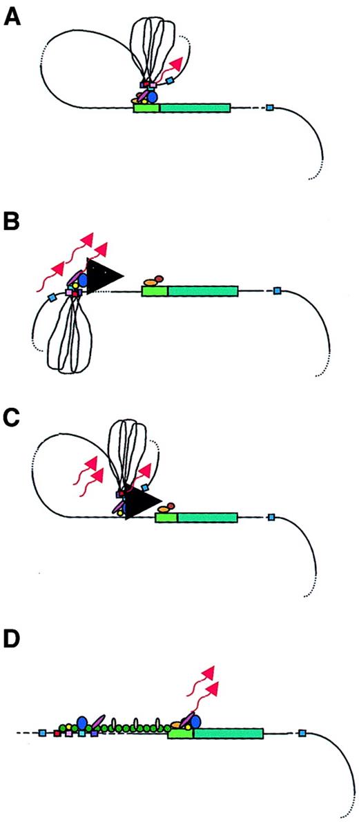 Fig. 2. Models of LCR function. / A globin gene is denoted by a green rectangular box with the promoter region indicated in a lighter green. Transcription factors are shown as colored ovals and circles. The 4 erythroid-specific hypersensitive site cores (HSs) are indicated by small red boxes. Blue boxes are the positions of 5′HS5 and 3′HS1, representing likely insulator elements. The flanking DNA sequences of the HSs are depicted as loops between the HS cores. Transcripts are denoted by wavy arrows. (A) Looping model. Transcription factors bind to the LCR HSs and the gene promoter. The LCR directly interacts with the gene promoter by looping out the intervening DNA, thus forming an active transcription complex at the gene promoter. (B) Tracking model. Sequence-specific transcription factors bind to the LCR, forming a complex that tracks down the DNA sequence, as depicted by the large black arrowhead, until encountering transcription factors bound to the appropriate gene promoter, initiating high-level gene expression. (C) Facilitated tracking model. Aspects of both looping and tracking models are combined. Sequence-specific transcription factors bind the LCR; looping then occurs to deliver the bound transcription factors proximal to the gene promoter, followed by tracking, until they encounter transcription factors bound to the appropriate gene promoter. (D) Linking model. Sequential binding of transcription factors along the DNA directs changes in chromatin conformation and defines the transcriptional domain. The transcription factors are linked to one another from the LCR to the gene promoter by non–DNA-binding proteins and chromatin modifiers (shown as small colored circles).