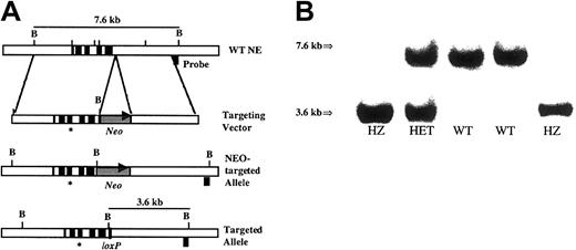 Fig. 1. Targeting strategy and Southern blot analysis. / (A) Targeting strategy. The genomic organization of the murineEla2 gene is shown in the upper panel. Exons are indicated by solid boxes. The targeting vector is shown in the second panel. The asterisk represents the G→A mutation at nucleotide 298 of the cDNA. The neomycin phosphotransferase gene driven by the phosphoglycerate kinase I (PGK) promoter and flanked by loxP sites is denoted as Neo. Cre-recombinase–mediated excision of theNeo resistance cassette generated the final recombined allele, shown in the bottom panel. The location of the external probe used in the Southern blot analysis and the size of the expectedBamHI fragments are shown. (B) Southern blot analysis ofBamHI-digested genomic tail DNA isolated from the progeny of a heterozygous intercross. The wild-type allele (7.6 kb) and recombined allele (3.6 kb) are shown.