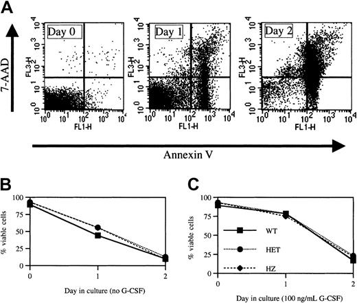 Fig. 4. Apoptosis assay. / (A) Histogram plots from a representative experiment in which bone marrow neutrophils isolated from a heterozygous V72M NE mouse were cultured in the absence of G-CSF and harvested at the indicated times. Cells were stained for Gr-1, annexin V, and 7-AAD. Shown is annexin V and 7-AAD staining after gating for Gr-1+ (granulocytic) cells. The percentages of viable (annexin V−, 7-AAD−) cells within the Gr-1+ population were 91.8%, 64.5%, and 9.8% on days 0, 1, and 2, respectively. (B,C) Neutrophils isolated from the bone marrow of mice of each genotype (n = 3, each) were cultured in the absence (B) or presence (C) of 100 ng/mL G-CSF. The percent of viable cells is shown. Data represent mean ± SEM.