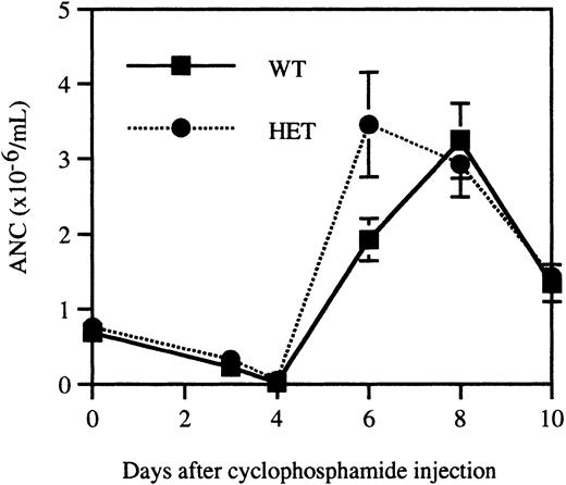 Fig. 6. Recovery from cyclophosphamide-induced myelosuppression. / Age, sex, and strain-matched wild-type and heterozygous mice (n = 10, each) were injected with 200 mg/kg cyclophosphamide intraperitoneally. Blood counts were obtained immediately prior to injection and on days 3, 4, 6, 8, and 10. Data represent the mean ± SEM.