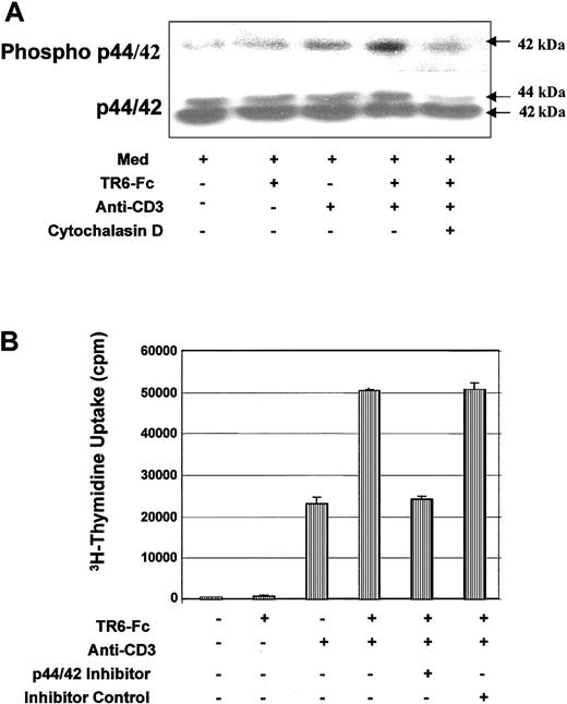 Fig. 8. Costimulation through LIGHT enhances MAPK activity. / (A) MAPK activity is enhanced after LIGHT costimulation. BALB/c T cells were precultured in medium for 2 hours in the presence of 0.1% DMSO, or 0.1% DMSO plus 15 μM cytochalasin D. After washing, the cells were cultured in medium (MED), or stimulated with solid phase TR6-Fc, a suboptimal concentration of anti-CD3, or both, for 90 minutes at 37°C. The levels of phosphorylated p44/42 MAPK and total p44/42 MAPK were assessed by immunoblotting with the same membrane. The 42-kDa band representing phosphorylated MAPK and the 44-kDa and 42-kDa bands representing total p44/42 MAPK protein are indicated by arrows. (B) P44/42 MAPK activity is essential for LIGHT-enhanced T-cell proliferation. BALB/c T cells were cultured in wells coated with TR6-Fc (10 μg/mL), a suboptimal concentration of anti-CD3 (0.2 μg/mL), or both. The cells were cultured in medium, or in the presence of a p44/42 MAPK inhibitor PD98059 (15 μM) or its noninhibitory structural homologue SB202474 (15 μM). The 3H-thymidine uptake of these cells was measured between 48 and 64 hours. The samples were tested in triplicate, and means ± SD of counts per minute are shown. The experiments were performed twice with similar results, and the data of a representative experiment are presented.