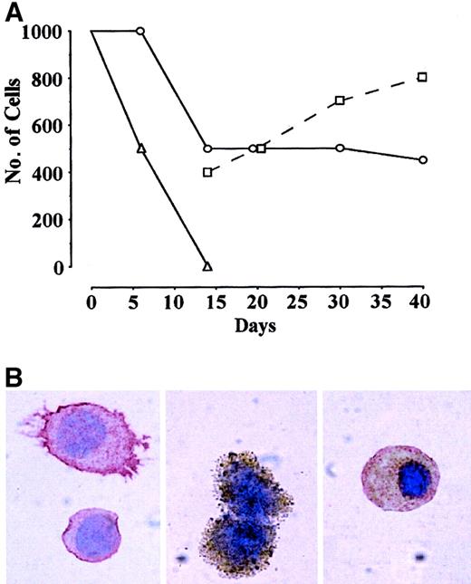 Fig. 1. Liquid suspension culture of CD34+KDR+ cells generating hematopoietic and endothelial progeny. / (A) Number of cells in FCS− liquid suspension culture of CB CD34+KDR+ (○,■) vs CD34+KDR− (▵) cells supplemented with VEGF. Starting from day 14, the number of small blastlike (○) and larger (■) cells in KDR+ culture is indicated. A representative experiment is shown. (B) Immunocytochemistry analysis of cells in CD34+KDR+ culture at day 14 by combined staining with CD45 (red) and VWF (brown). Right panel shows a double-stained cell (original magnification, × 1000).