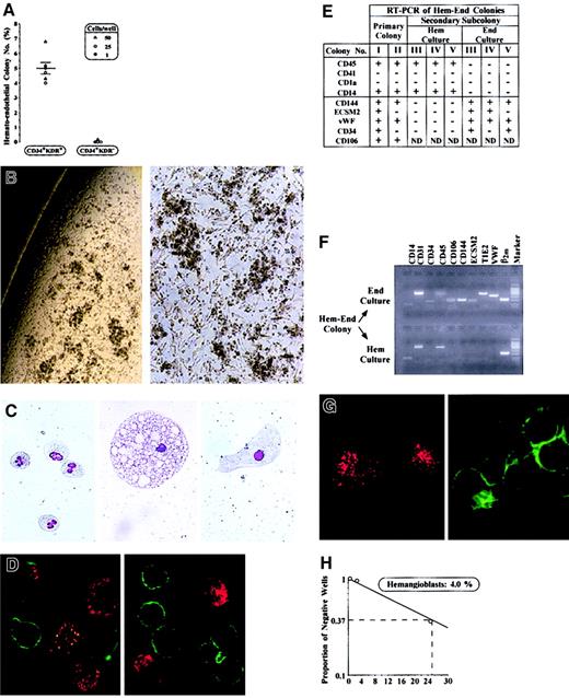 Fig. 2. Characterization of mixed Hem-End colonies. / (A) Number of Hem-End colonies (% of plated cells) generated by CD34+KDR+ versus CD34+KDR− cells from CB (▵,○) or BM (●) in 6 independent experiments (mean ± SEM values; cell number/well is indicated). See “Results.” (B) Microscopy analysis of a representative Hem-End colony (original magnifications, left × 50; right × 100). (C) Morphology of granulocytes, a large macrophage, and a putative endothelial cell in Hem-End colony (original magnification, × 400). (D) Immunofluorescence analysis of cells in Hem-End colony by double labeling with anti-CD45 (green) and anti-VWF (red) mAb (original magnification, × 600). (E-H) Characterization of mixed Hem-End colonies (representative results). (E,F) RT-PCR analysis of Hem-End colonies from primary Hem-End culture or secondary hematopoietic (Hem) and endothelial (End) culture—that is, a single Hem-End colony was divided in 2, and each half was grown in secondary Hem or End specific medium. (G) Hem-End colonies at day 40 were split into adherent (left) and suspension (right) fractions and analyzed for LDL uptake (red) and CD45 expression (green; original magnification, × 600). (H) Limiting-dilution analysis of Hem-End colony frequency by Poisson single-hit statistics.8