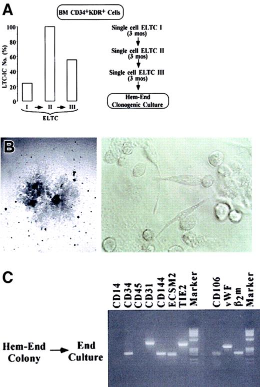 Fig. 4. Extensive self-renewal of hemangioblasts in serial single-cell ELTC. / (A) At the left, LTC-IC frequency in primary, secondary, and tertiary ELTCs, as evaluated by limiting dilution (Figure 2H); at the right, serial single-cell ELTC protocol. (B) Microscopy analysis of a very large Hem-End colony generated by blasts grown in tertiary unicellular ELTC (original magnifications: left, × 40; right, × 200). (C) RT-PCR analysis of a Hem-End colony split in 2 halves, which were seeded in secondary endothelial or hematopoietic (not shown) culture.