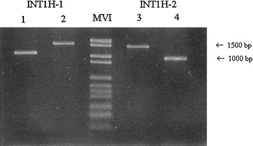 Fig. 1. Amplification of int1h-1 and int1h-2 regions. / Regions were amplified using 9F, 9cR, and Int1h-2F primers (lanes 1,2), and int1-2F, int1h-2R, and 9F primers (lanes 3,4). Lanes 1 and 3 show a male with inversion; lanes 2 and 4 show a wild-type male. MVI indicates DNA molecular weight marker VI (Boehringer Mannheim, Mannheim, Germany). The dimensions of the amplified fragments are approximately 1500 bp and 1000 bp.