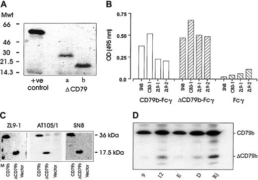Fig. 4. Protein expression of alternative transcripts of CD79. / (A) The results obtained when the alternative transcripts of CD79 were cloned into pcDNA3 and translated into protein using a coupled transcription translation system (see “Materials and methods”). Proteins were resolved on a 15% SDS-PAGE gel and detected by fluorography. The positive control used was a vector coding for the luciferase protein. (B) An ELISA using a panel of anti-CD79b mAbs was used to assess binding to the full-length (full-CD79b-Fcγ) or alternately spliced (ΔCD79-Fcγ) extracellular domain of CD79b. (C) COS-7 cells were transiently transfected with full-length or truncated CD79b and then harvested 24 to 48 hours later for blotting with different anti-CD79b mAbs and detection with ECL reagents. All mAbs show specific reactivity with both the full and truncated forms of CD79b, shown as bands of 33 and 17.5 kDa, respectively. “Vector” indicates cells transfected with empty pcDNA3 plasmid, and “M” indicates the molecular weight markers. (D) Expression of ΔCD79b in Raji, Daudi, and EHRB B-cell lines and the EHRB transfectant clones 9 and 12 detailed in Figure 2. Expression was determined following Western blotting with anti-CD79b mAb AT105/1.