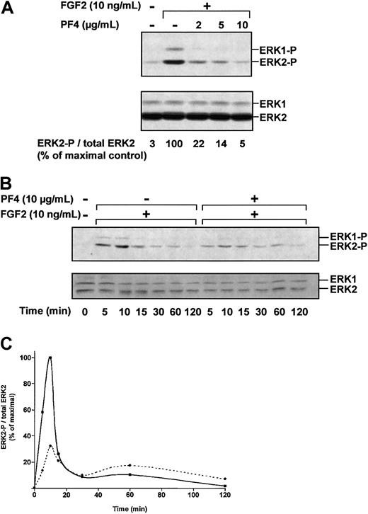 Fig. 3. PF-4 inhibits FGF2-induced ERK activation. / (A) Effect of PF-4 on ERK phosphorylation. Serum-deprived ACE cells were incubated for 10 minutes with FGF2 (10 ng/mL) and various concentrations of PF-4 (2 μg/mL to 10 μg/mL). (B) Effect of PF-4 on ERK phosphorylation over time. Serum-deprived ACE cells were incubated with FGF2 (10 ng/mL) in the presence or absence of PF-4 (10 μg/mL) for various lengths of time. Cell lysates were analyzed by Western blotting, using polyclonal antibodies against ERK-P and total ERK. (C) Effect of FGF2 in the presence (dotted line) or absence (plain line) of PF-4. Autoluminograms were scanned with a laser densitometer. Results are representative of 3 independent experiments.