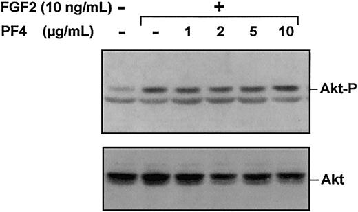 Fig. 6. PF-4 has no effect on Akt phosphorylation. / Serum-deprived ACE were stimulated for 10 minutes with FGF2 (10 ng/mL) and various concentrations of PF-4 (1 μg/mL to 10 μg/mL). Cell lysates were analyzed by Western blotting, using polyclonal antibodies against phosphorylated Akt or total Akt. Results are representative of 3 experiments.