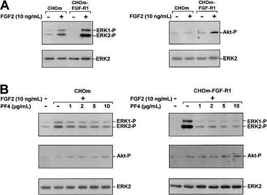 Fig. 7. PF-4 selectively inhibits FGF2-induced ERK phosphorylation in CHOm and CHOm-FGF-R1 cells. / (A) Effects of FGF2 on ERK (left panel) and Akt (right panel) phosphorylation in parental CHOm and CHOm-FGF-R1. Serum-deprived CHOm and CHOm-FGF-R1 cells were stimulated for 10 minutes with FGF2 (10 ng/mL). (B) Effects of PF-4 on FGF2-induced ERK and Akt phosphorylation in parental CHOm and CHOm-FGF-R1. Serum-deprived CHOm (left) and CHOm-FGF-R1 (right) cells were stimulated for 10 minutes with FGF2 (10 ng/mL) and various concentrations of PF-4 (1 μg/mL to 10 μg/mL). Cell lysates were analyzed by Western blotting, using polyclonal antibodies against phosphorylated Akt and phosphorylated ERK or total ERK. Results are representative of 3 experiments.
