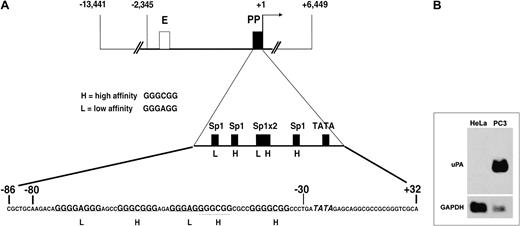Fig. 1. Human uPA gene regulatory region and Northern blot analysis of the steady-state uPA mRNA level in HeLa and PC3 cells. / (A) Scheme of the uPA regulatory region, depicting enhancer (E, ■) and proximal promoter (PP, ▪). The first enlargement shows the schematic position of the low- and high-affinity Sp1 sites and of the TATA box in the PP region. The second enlargement shows the actual sequence of the −86/+32 region, where the Sp1 sites are indicated in bold and the TATA box in italics. The sequence comprised between −80 and −30 represents the oligonucleotide used for mobility shift assays (see below). (B) Total mRNA of 30 μg was fractionated on a 1% (wt/vol) agarose/formaldehyde gel. Following transfer to a positively charged nylon membrane, the Northern blot analysis was sequentially probed with uPA cDNA and GAPDH probes. uPA mRNA is detectable only in PC3 cells, which constitutively express the uPA gene.