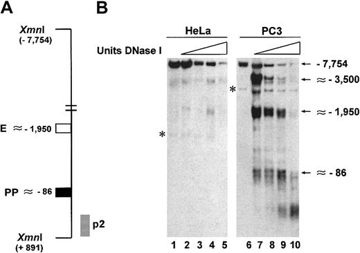 Fig. 2. Detection of DNase I hypersensitive sites in the regulatory region of the uPA gene. / (A) Schematic representation of the region analyzed by DNase I hypersensitivity. The location of the enhancer (■), proximal promoter (▪), and probe (p2, ░) used are indicated; the location of the restriction sites (Xmn I) is also indicated. Purified, DNase I–digested and restricted DNA was fractionated on a 1% agarose gel in 0.5 × TBE, transferred to positively charged nylon membrane, and probed as described.29 (B) In PC3 cells the regulatory region of the uPA gene displays strong hypersensitivity to DNase I in proximity of the enhancer (∼−1950) and the proximal promoter (∼−86). The latter is completely absent in HeLa cells. The asterisks indicate nonspecific bands also present in lanes 1 and 6, where no DNase I was used.