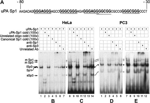 Fig. 3. EMSAs with nuclear extracts from different cell lines show different levels of Sp1 and Sp3 binding to the GC-/GA-rich oligonucleotide. / (A) Oligonucleotide sequence used for electrophoretic mobility shift assays. (B-E) HeLa and PC3 nuclear extracts, 10 μg each, were used in each lane with approximately 5 fmoles of labeled oligonucleotide. Competitions were done with 100-fold excess of cold oligonucleotides, and 2 μg of polyclonal antibodies were employed when required. On the left are indicated the Sp1 and Sp3 specific bands: mSp1 and mSp3 = multiple Sp1 and Sp3; lSp3 = long Sp3 isoforms; sSp3 = short Sp3 isoforms. Sp1/DNA complex is identified with asterisks. Panels C and E are simply overexposures of the autoradiograms shown in panels B and D. HeLa (B,C) and PC3 (D,E) nuclear extracts show that both Sp1 and Sp3 bind to the GC-/GA-rich oligonucleotide, albeit with different efficiencies.