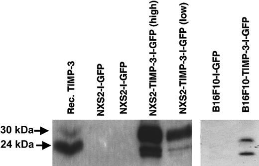 Fig. 1. Western blot detection of TIMP-3 protein in conditioned medium from NXS2 or B16F10 tumor cells transduced with MSCV-TIMP-3-I-GFP or MSCV-I-GFP. / Reduced protein bands in both unglycosylated (24 kDa) and glycosylated (30 kDa) forms are seen. TIMP-3 expression from NXS2 cells FACS-sorted for high and low GFP expression is shown. Recombinant TIMP-3 (100 ng) was placed in the first lane.