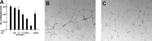 Fig. 2. Effect of conditioned medium from NXS2 tumor cells overexpressing TIMP-3 on VEGF-stimulated HUVEC migration and bFGF-stimulated tubule formation. / (A) Data (means ± SE of triplicates) are expressed as numbers of migrating cells across the filter area. Also shown are the dose-dependent effects of diluting TIMP-3 at ratios of 1:2 and 2:1, the effect of medium with and without VEGF, and the effect of 250 ng/mL recombinant TIMP-3. (B) Tubule formation in the presence of NXS2-I-GFP–conditioned medium (CM). (C) Inhibition of tubule formation in the presence of NXS2-Timp-3-I-GFP CM.