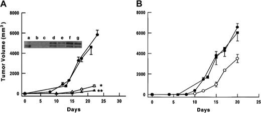 Fig. 3. Subcutaneous in vivo tumor growth following injection of parental or gene-modified tumor cells. / (A) Growth of unmodified parental NXS2 (-▪-); NXS2-I-GFP (-●-); NXS2-TIMP-3-I-GFP-(low) (-▵-); or NXS2-TIMP-3-I-GFP-(high) (-▴-) tumor cells in C.B-17 SCID mice (n = 10 mice/group). *P < .0001 comparing NXS2-TIMP-3-I-GFP-(low) with NXS2-I-GFP; **P < .002 comparing NXS2-TIMP-3-I-GFP-(high) with NXS2-TIMP-3-I-GFP-(low). Shown also is a Western blot for TIMP-3 expression in protein lysates of tumors from NXS2-I-GFP (a,c), NXS2-TIMP-3-I-GFP-(low) (d,e), and NXS2-TIMP-3-I-GFP-(high) (f,g). Lane b has recombinant TIMP-3. (B) Growth of unmodified parental B16F10 (-▪-); B16F10-I-GFP (-●-); or B16F10-TIMP-3-I-GFP (-○-) tumor cells in C.B-17 SCID mice (n = 10 mice/group). P < .001 comparing B16F10-TIMP-3-I-GFP with B16F10-I-GFP. Error bars represent SE.