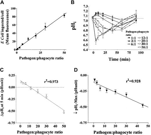 Fig. 1. pHi in phagocytosing neutrophils is determined by bacterial load. / Isolated human peripheral blood neutrophils were exposed to increasing densities of heat-killed opsonized E coli while intracellular pH (pHi) was monitored by flow cytometry using cytosolic pH-sensitive dyes and, in separate experiments, phagocytosis of fluorescently labeled bacteria was measured by flow cytometry. (A) The correlation between increasing pathogen-to-phagocyte ratio and mean number of bacteria ingested (mean channel fluorescence) by neutrophils (4 replicates each from 5 healthy donors, coefficient of determination r2 = 0.96). (B) The effect of increasing pathogen-to-phagocyte ratios and thus mean number of bacteria ingested (0:1-50:1) on pHi over time in normal neutrophils (4 replicates each from 10 healthy donors). pHiresponses at each pathogen-to-phagocyte ratio differed significantly from the others (by MANOVA, P < .01). (C,D) The correlation between bacterial load and the change in pHi after 5 minutes and the lowest pH recorded. All data mean ± SEM.