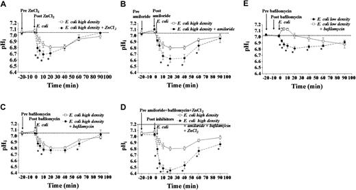 Fig. 2. Mechanisms of pHiregulation in phagocytosing neutrophils. / The individual and collective contributions of several putative mechanisms of proton extrusion were investigated in isolated human peripheral blood neutrophils. Neutrophils (4 replicates each from 10 healthy donors) were exposed to opsonized heat-killed E coli at a pathogen-to-phagocyte ratio of 20:1 in the presence or absence of inhibitors. (A) The significant effect on pHifollowing phagocytosis of inhibition of passive proton conductance channels (ZnCl2, 50 μM, P < .01 versusE coli alone by 2-way ANOVA). (B) The significant effect on pHi following phagocytosis of inhibition of Na+/H+ exchange (amiloride, 0.2 mM,P < .001 by 2-way ANOVA). (C) The small but significant effect on pHi following phagocytosis of inhibition of V-ATPases (bafilomycin, 100 nM, P < .05 by 2-way ANOVA). (D) The significant effect on pHi following phagocytosis of inhibition of passive proton conductance channels, Na+/H+ exchange, and V-ATPases (P < .0001 by 2-way ANOVA). (E) At a lower pathogen-to-phagocyte ratio (3:1), inhibition of V-ATPases with bafilomycin (100 nM) has a more significant effect on pHi following phagocytosis (*P < .001 by 2-way ANOVA). All data mean ± SEM.