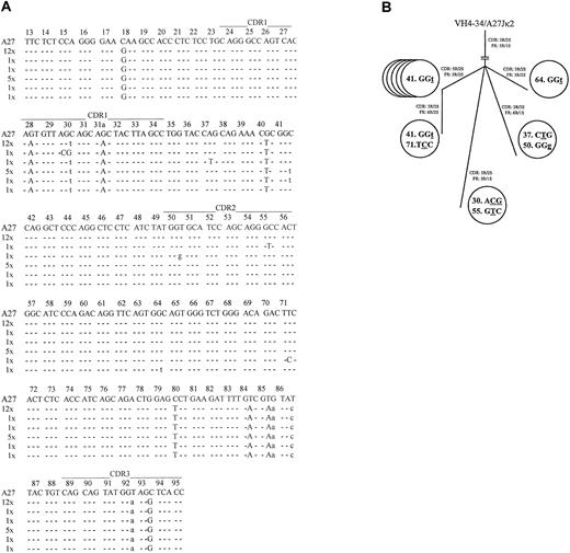 Fig. 2. Sequence analysis of theVκ transcripts from individual VH4-34expressing/IgM+/CD5+ B-CLL cells. / (A) Intraclonal light-chain diversity in 21 clonally relatedVκA27-Jκ2transcripts. VκA27 was identified as the closest germline sequence.15 Dashes indicate sequence identity. Somatic mutations are shown either as small letters for silent mutations or as capital letters for replacement mutations. Positions of CDRs and FRs are marked according to Kabat et al.28 The numbers of V rearrangements carrying the same sequences are indicated. AllVκ and correspondingVH sequences have been reported to GenBank (accession numbers AY057999–AY058047). (B) Genealogical tree of cells expressing additional mutations in clonally relatedVκA27-Jκ2transcripts, as demonstrated in panel A. Numbers within each circle represent the codon position of the respectiveVκ rearrangements. Mutated nucleotides are underlined, and silent or replacement substitutions are shown as small or capital letter, respectively. Resultant R/S ratios of CDRs and FRs, respectively, for each of the clonally relatedVκA27-Jκ2transcripts are also given.