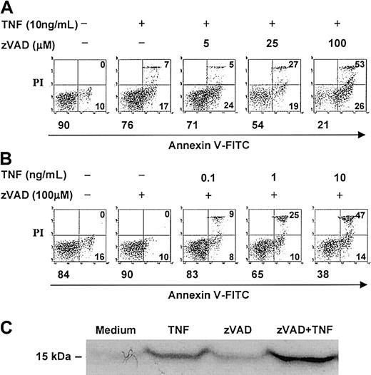 Fig. 2. zVAD sensitizes neutrophils to TNF-α–induced cell death in a dose-dependent manner. / (A-B) Neutrophils were preincubated with or without zVAD at the indicated concentrations for 1 hour. At time 0, TNF-α was supplemented to the final concentrations shown. Cell death was analyzed at 6 hours by dual-parameter flow cytometry utilizing FITC-conjugated annexin V (annexin V–FITC), which binds specifically to phosphatidylserine on the cell membrane and marks early apoptotic, primary necrotic, and late apoptotic/secondary necrotic cells, and propidium iodide (PI), which enters dead cells with breached membrane integrity and marks primary and late apoptotic/secondary necrotic cells. Each panel represents data collected from 10 000 total events. In each panel, the left lower quadrant represents remaining live cells that do not bind annexin V–FITC and exclude PI. The right lower quadrant represents the accumulation of early apoptotic cells that have externalized membrane phosphatidylserine but still retain membrane integrity. The right upper quadrant represents the accumulation of both late apoptotic cells that have lost membrane integrity (secondary necrosis) and primary necrotic cells. The percentages of cells in each of these quadrants are indicated. (C) Neutrophils preincubated with or without zVAD (100 μM) for 1 hour were incubated in the absence or presence of TNF-α (10 ng/mL) for 3 additional hours and subsequently lysed and subcellularly fractionated (see “Materials and methods”). Accumulation of cytosolic cytochrome c (15 kDa) in the mitochondria-poor fraction was assessed by immunoblotting. Results shown above are representative of 3 independent experiments.