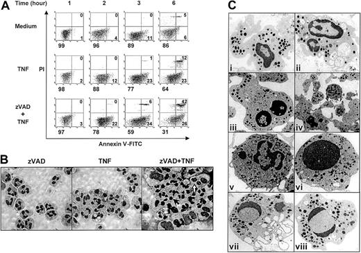 Fig. 4. zVAD-sensitized, TNF-α–stimulated neutrophils undergo atypical cell death characterized by the emergence of early apoptoticlike cells that heralds the appearance of necroticlike cells. / (A) Neutrophils were preincubated with or without zVAD (100 μM) for 1 hour. Subsequently, at time 0, neutrophils were stimulated with TNF-α (10 ng/mL) or equivalent volume of buffered saline. Cell death was analyzed by dual-parameter flow cytometry (see “Materials and methods”) at indicated times. In each panel, the percentages of cells in the left lower (live), the right lower (early apoptotic), and the right upper (primary necrotic and late apoptotic/secondary necrotic) quadrants are indicated. Results shown are representative of 3 experiments. Note that, with typical neutrophil apoptosis such as constitutive or induced by TNF-α alone, there was progression from early apoptosis (annexin V–positive, PI-negative) to secondary necrosis (annexin V–positive, PI-positive) during the 6-hour time course examined. Note also that, with zVAD-preincubation, TNF-α–stimulated, dying (annexin V–FITC–positive) neutrophils were predominantly early apoptotic (PI-negative) at 2 and 3 hours but by 6 hours had progressed, leading to the accumulation of PI-positive cells (similar to that noted in Figure 2A-B). (B) Diff-Quick–stained cytocentrifuge preparations of neutrophils preincubated with or without zVAD and harvested at 4 hours after the addition of TNF-α or buffered saline were examined by light microscopy (magnification, × 1000). Note that TNF-α alone induced classic apoptotic nuclear changes. Similar to some of the features observed by TEM (shown in panel C), zVAD-sensitized, TNF-α–stimulated neutrophils frequently displayed apoptoticlike cell shrinkage and nuclear fragmentation and condensation (black arrow). In addition, necroticlike changes including cell and nuclear swelling that, at times, occurred in cells with fragmented nuclei (white arrow) were observed. (C) Neutrophils preincubated with zVAD were fixed at 2 (i,ii), 3 (iii,iv), and 6 (viii) hours after TNF-α stimulation and examined by TEM (magnification, × 10 000). Some of the notable cellular changes are shown. Also shown are neutrophils harvested after a 6-hour incubation with zVAD (v), cell culture medium (vi), or TNF-α (vii) alone. While some zVAD-preincubated neutrophils appeared to have been activated with significant cytoplasmic vacuolizations as early as 1 hour after TNF-α stimulation (not shown), many assumed atypical cell shapes and appeared to be undergoing extensive cytoplasmic fragmentation (i) and degranulation (ii) at 2 hours. Subtle but definite smoothing out of the outer nuclear envelopes was also noted (i,ii). Additionally, loss of the cell surface microvilli was frequently observed (i,iii). At 3 hours, nuclear lobes in many cells appeared to be fragmented, and nuclear chromatin condensed (iii). Furthermore, confirming the gross visual and light microscopic observations that significant cellular debris accumulated in neutrophil samples incubated with zVAD and TNF-α, many cellular fragments that appeared to remain membrane-bound were noted by TEM (iv). In addition, some necrotic cells were noted (not shown). In contrast, neutrophils incubated with zVAD alone appeared relatively normal, with preserved cell surface microvilli and nuclear morphology (v). Classically apoptotic neutrophils were observed when aged in culture medium alone (vi). Neutrophils stimulated with TNF-α alone also showed typical apoptotic nuclear changes (vii). Interestingly, similar nuclear changes could be seen at this time point in TNF-α–stimulated neutrophils in the presence of zVAD (viii).
