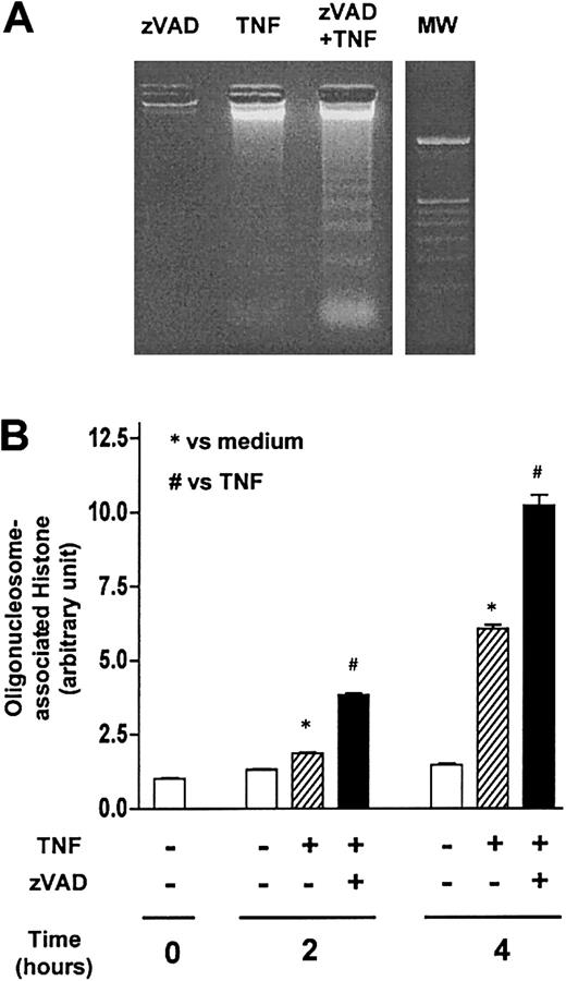 Fig. 5. A component of the nuclear changes that occur during zVAD-sensitized, TNF-α–stimulated neutrophil cell death is apoptosislike. / (A) Neutrophils were preincubated with or without zVAD (100 μM) for 1 hour before the addition of TNF-α (10 ng/mL) at time 0. Genomic DNA harvested from neutrophils incubated with the indicated reagents for 6 hours was then resolved by agarose gel electrophoresis to qualitatively assess internucleosomal DNA fragmentation (see “Materials and methods”). MW indicates 100–base pair (bp) ladder DNA molecular weight standard. (B) In separate experiments, internucleosomal DNA fragmentation was quantitatively determined by assaying for cytoplasmic mononucleosome- and oligonucleosome-associated histone accumulated in membrane-intact cells at the indicated time points (see “Materials and methods”). Results shown represent means ± SEM, n = 3. *P < .05 compared with unstimulated neutrophils at the corresponding times; #P < .05 compared with neutrophils stimulated with TNF-α only at the corresponding times.
