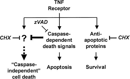 Fig. 9. A proposed model of competing survival and death signals in TNF-α–stimulated human neutrophils.
