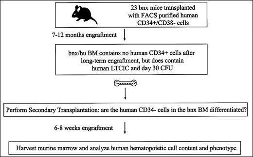 Fig. 1. Experimental schema overview. / CD34+/CD38− cells were isolated from normal human bone marrow and transplanted into immunodeficient bnxmice. Marrow was harvested from the primary recipients 8 to 12 months after transplantation and analyzed by FACS, immunohistochemistry, RT-PCR, and CFU and LTCIC cell assays. No human CD34+ cells were detected. Samples of marrow from the primary mice were then transplanted into secondary NOD/SCID recipients. The secondary recipients were killed 6 to 8 weeks later, and the marrow was subjected to FACS analysis for CD34 and human hematopoietic lineage development. Multilineage human hematopoietic development and human CD34+ cells were detected in the secondary recipients.