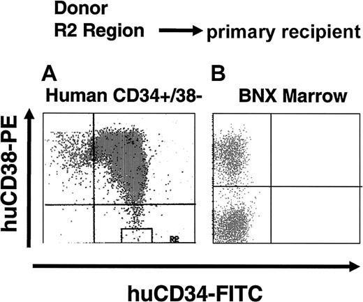 Fig. 2. Lack of CD34 expression on long-term engrafted human cells. / CD34+/CD38− cells were purified from human marrow and isolated as shown in the R2 gate (A). The cells were transplanted into primary bnx recipients and harvested 12 months later. The total marrow from one well-engrafted primarybnx recipient of the sorted cells from panel A is shown in panel B, demonstrating that there is no human CD34 expression either in the human CD38+ or in the total (human CD38− plus murine) fractions.