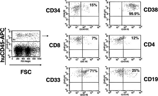 Fig. 4. Human hematopoietic lineage development in secondary NOD/SCID recipients. / Marrow from a primary bnx mouse, engrafted with human CD34+/CD38− cells for 1 year, was transplanted into a secondary NOD/SCID recipient. Marrow from the secondary mouse was harvested 6 weeks after transplantation and analyzed by FACS. Multilineage human hematopoietic lineage engraftment was detected, including expression of CD34, which was not detectable in the primary recipient at the time of harvest (data shown in Figures 2and 3).