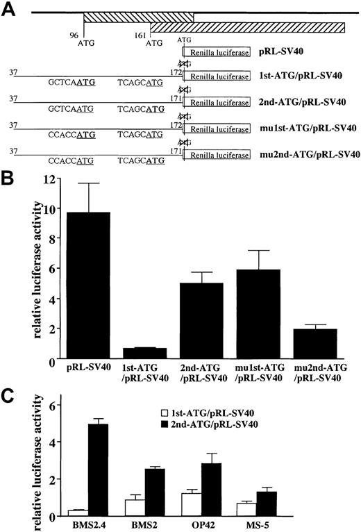 Fig. 2. The second ATG of the limitin gene is a major transcriptional initiation codon. / (A) Constructs of the pRL-SV40, 1st-ATG/pRL-SV40, 2nd-ATG/pRL-SV40, mu1st-ATG/pRL-SV40, and mu2nd-ATG/pRL-SV40 plasmids. The relative positions of the open reading frames of the limitin proteins with the translational start codons are shown. The open reading frame of renilla luciferase is in frame when the first ATG of thelimitin gene is used as a translational initiation codon (1st-ATG/pRL-SV40 and mu1st-ATG/pRL-SV40). The open reading frame of renilla luciferase is in-frame when the second ATG of thelimitin gene is used as a translational initiation codon (2nd-ATG/pRL-SV40 and mu2nd-ATG/pRL-SV40). (B,C) BMS2.4 stromal cells (B) and the indicated stromas (C) were transfected with the indicated plasmids, together with pGL-Control vector by lipofectamine transfaction. After 2 days of culture, the transfectants were collected and subjected to luciferase assays. The relative renilla luciferase activities were calculated by normalizing transfection efficiency according to the firefly luciferase activities. Results are shown as means ± SDs of triplicate samples. Similar results were obtained in 3 independent experiments.
