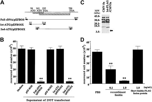 Fig. 3. Limitin protein translated from the second ATG but not that from the first ATG has growth-inhibiting properties on BC7.12, a pre-B cell line. / (A) Constructs of the full cDNA/pEFBOS, 1st-ATG/pEFBOS, and 2nd-ATG/pEFBOS plasmids. The relative positions of the open reading frames of the limitin proteins with the translational start and stop codons are shown. The cDNA inserts of each plasmid are indicated by arrows. (B) The full cDNA/pEFBOS, 1st-ATG/pEFBOSX, or 2nd-ATG/pEFBOSX plasmids were transfected into 293T cells with a calcium phosphate precipitation method. The transfectants were cultured for 3 days, and then their supernatants were collected. BC7.12 cells (1 × 104/well) were cultured in the presence of 10% of the indicated supernatants for 2 days. Their viable cell number was evaluated by a hemocytometer. Results are shown as means ± SDs of triplicate samples. Statistically significant differences from control values (P < .01) are indicated by **. Similar results were obtained in 3 independent experiments. (C) Whole cell lysates were prepared from 293T cells transfected with or without 1st-FLAG/CMV-5a, and subjected to Western blot analysis probed with anti-FLAG antibody. The arrow indicates the product from the 1st-FLAG/CMV-5a plasmid. (D) A fusion protein composed of the 33 amino acid short limitin protein and the FLAG tag was purified from cell lysates of 293T cells transfected with 1st-FLAG/CMV-5a by using anti-FLAG affinity chromatography. BC7.12 cells (1 × 104/well) were cultured in the presence of the fusion protein or recombinant limitin for 2 days. Viable cell numbers were then evaluated with a hemocytometer. Results are shown as means ± SDs of triplicate samples. Statistically significant differences from control values (P < .01) are indicated by **.