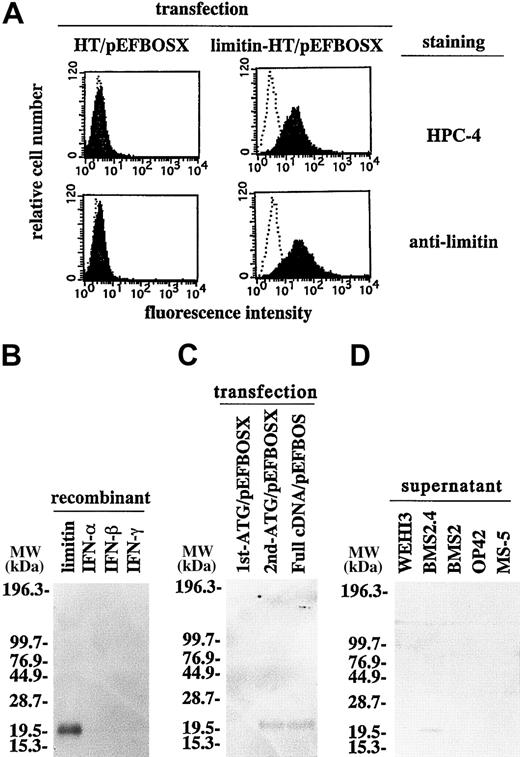 Fig. 4. Polyclonal antibody to the longer limitin protein. / (A) 293T cells transfected with the HT/pEFBOSX or Limitin-HT/pEFBOSX plasmids were stained with the indicated antibodies and their immunofluorescent intensities analyzed by flow cytometry. (B) Recombinant limitin, IFN-α, IFN-β, and IFN-γ (50 ng/lane) were subjected to Western blot probed with anti-limitin. (C) 293T cells were transfected with the indicated plasmids. Their supernatants were collected after 3-day cultures and subjected to Western blot probed with antilimitin. (D) The supernatants of the indicated cells were collected after 5 days of culture and subjected to Western blot probed with antilimitin. All panels show 1 of 2 independent experiments.