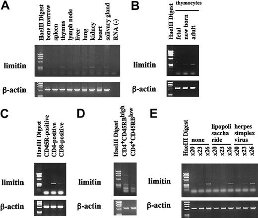 Fig. 6. Limitin mRNA distribution in mice. / (A-C) Total RNAs (2.5 μg) isolated from the indicated tissues (A), the thymocytes of the indicated ages of mice (B), and the subpopulations of lymph node cells purified using immunomagnetic beads conjugated with the indicated antibodies (C) were subjected to RT-PCR. The amplified products were electrophoresed through 1% agarose gels containing ethidium bromide. (D) cDNA from the sorted naive (CD4+CD45RBhigh) and memory (CD4+CD45RBlow) T cells of lymph node cells were obtained using the Cells-to-cDNA kit (Ambion, Austin, TX) and subjected to PCR. (E) Balb/c mice were injected lipopolysaccharide (400 μg/mouse) or herpes simplex virus (5 × 103plaque-forming units per mouse) intraperitoneally. After 24 hours of injection, their lymph node cells were collected and used for RNA preparation, followed by the indicated cycles of PCR. All the panels show 1 of 2 independent experiments that gave similar results.