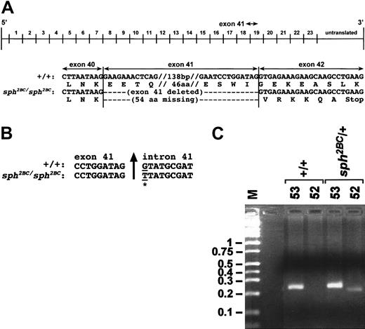 Fig. 1. Mutation in sph2BC. / (A) Top, schematic representation of the Spna1 cDNA with numbers above the line corresponding to the repeats of 106 aa that comprise the α-spectrin protein. Exon numbering infers correspondence to the human. Arrow above the line shows the location of exon 41. Shown below the cDNA schematic is nucleotide (top) and amino acid (bottom) sequence of the +/+ andsph2BC/sph2BC cDNAs in the vicinity of the exon 41 skip. Double hatch marks (//) denote sequences not represented in the figure; numbers of base pairs (bp) and amino acids (aa) not represented are shown between the hatch marks. (B) α-Spectrin genomic sequence at the exon 41/intron 41 boundary obtained from spleen DNA of wild-type (+/+) andsph2BC/sph2BC mice. Upward arrow denotes exon 41/intron 41 boundary. The mutated base in thesph2BC allele is marked by an underline and an asterisk. (C) Representative genomic PCR of tail DNA from +/+ andsph2BC/+ mice. Lane M is marker; sizes in kb are shown on left. Lanes labeled 53: PCR products from a reaction containing primers (53 and 54) that amplify wild-type and mutant alleles of Spna1. Lanes labeled 52: PCR products from a reaction containing primers (52 and 54) designed to identify the G→T transition in the sph2BC allele. Genotype of mice is noted above each bracketed pair of reactions.