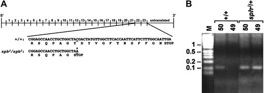 Fig. 2. Mutation in sphJ. / (A) Top, schematic representation of the Spna1 cDNA with numbers above the line corresponding to the repeats of 106 aa that comprise the α-spectrin protein. Shown below the cDNA schematic are nucleotide (top) and amino acid (bottom) sequence of the +/+ andsphJ/sphJ cDNAs. (B) Genomic PCR of tail DNA from +/+ and sphJ/+ mice. Lane M is marker; sizes in kb are shown on left. Lanes labeled 50: PCR products from a reaction containing primers (47 and 50) that amplify wild-type and mutant alleles of Spna1. Lanes labeled 50 and 49: PCR products from a reaction containing primers (47 and 49) designed to identify the C→A transition in thesphJ allele. Genotypes of mice are noted above each bracketed pair of reactions.