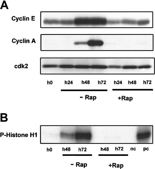 Fig. 5. Effect of rapamycin treatment on the expression of proteins regulating late G1 progression and cdk2 kinase activity. / (A) Immunoblots were performed with mAb against cyclin E, cyclin A, and cdk2 in activated B-CLL cells with or without rapamycin (Rap) at 50 ng/mL. (B) The result of an in vitro kinase assay using histone H1 as a substrate for cdk2 immunoprecipitates of activated B-CLL cells cultured with or without rapamycin. Each experiment was repeated twice with similar results.
