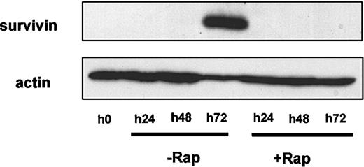 Fig. 6. Rapamycin inhibits up-regulation of survivin in B-CLL cells stimulated with DSP30 and IL-2. / Survivin expression was analyzed in B-CLL cells stimulated for up to 72 hours with DSP30 and IL-2 with or without rapamycin (Rap) at 50 ng/mL. The same membrane was sequentially stripped and probed with antiactin to control for equal protein loading.