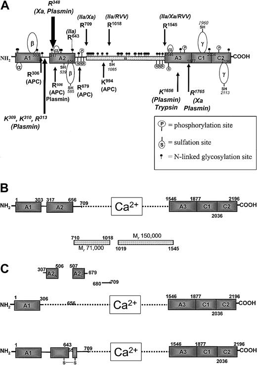 Fig. 1. Human factor V molecule. / (A) Diagram of the organization of the human factor V molecule. The arrows on the top represent activation cleavages by α-thrombin, factor Xa, and RVV-V activator. The arrows at the bottom indicate inactivation cleavages by APC and plasmin. The positions of posttranslational modifications are also shown. (B) Active factor V (factor Va). Following activation by α-thrombin, the active cofactor is a heterodimer composed of a heavy chain divalent cation associated with light chain. The B region of the cofactor is released as 2 fragments. (C) Inactive factor Va (factor Vai). The upper part shows inactivation of factor Va by APC, resulting in the dissociation of the A2 domain as 2 fragments, A2N and A2C. The lower part shows inactivation of factor Va by α-thrombin following cleavage of the heavy chain at Arg643.