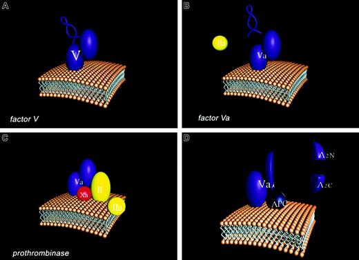 Fig. 2. Participation of the factor V molecule in the hemostatic process. / Four stages of the participation of the factor V molecule in the hemostatic process are illustrated in in cartoon form. (A) The factor V molecule is presented with the activation peptide “B domain” illustrated as a loop structure which connects the heavy (A1A2) and light chain (A3C1C2) domains of the factor Va molecule. The single chain factor V interacts with membranes through its carboxyl terminal region. (B) Factor V is activated to Factor Va by thrombin (IIa), which excises the B domain, leaving the noncovalently associated light and heavy chains of the factor Va molecule. (C) The membrane-bound factor Va molecule binds factor Xa through regions of both the light and heavy chains. These interactions together with factor Xa membrane binding provide the tightly associated enzymatic complex (prothrombinase) which converts prothrombin (II) to thrombin (IIa). (D) Activated protein C (APC) cleaves at 3 sites of the heavy chain of the factor Va molecule, resulting in the dissociation of the A2 domain as 2 fragments, A2N and A2C. The resulting product (factor Vai), composed of the A1 domain noncovalently associated with the membrane-bound light chain, binds APC but will no longer function efficiently in generating thrombin.