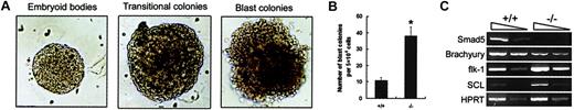 Fig. 3. Increased BL-CFC number and altered expression of hemangioblast-related genes within day 3.5 Smad5−/− EBs. / (A) Day 3.5 EBs were dissociated and then plated in BL-CFC assay culture containing VEGF and KL. After 5 days of growth, 3 types of colonies, secondary EBs, transitional colonies, and blast colonies were observed. These colonies could be readily detected and distinguished according to established morphology criteria. Original magnification for panel A, × 100. (B) The number of blast colonies shown represents the means ± SEMs from 3 independent experiments. *represents data found to be significantly different from the wild-type control values (P < .05). (C) Expression of Smad5 and hemangioblast-related genes were defined by RT-PCR analysis of day 3.5 EBs. The arrows on the top of the photo in panel C represent the 10-fold dilution of samples.