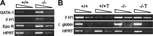Fig. 4. Investigation of embryonic globin gene expression by RT-PCR within day 3.5 and 4.0 EBs. / The arrows on the top of each photo represent the 10-fold dilution of samples. Hematopoietic-related genes were defined in collected day 3.5 EBs (A) and day 4 EBs (B). +/+T and −/−T in panel B denote samples in which additional TGF-β1 (2 ng/mL) was supplemented to wild-type and mutant EB-forming cultures.